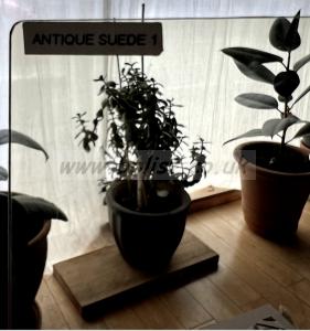 Tiffen Antique Sued N1-2 4x4 