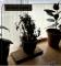 Tiffen Antique Sued N1-2 4x4